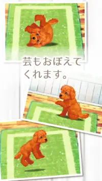 癒しの子犬育成ゲーム〜トイプードル編〜 Screen Shot 2