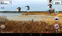 A tiny Miracle - Feed My Birds Screen Shot 16