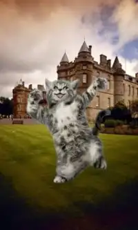 Dancing Cat Screen Shot 1