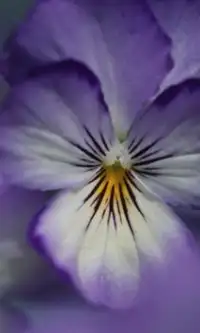 Фиолетовые цветы Цветы Пазл Screen Shot 2