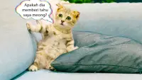 Penerjemah kucing. Suara kucing. teaser lelucon Screen Shot 3