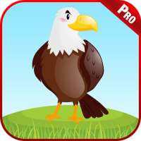 Aprenda Birds Animals Kids App