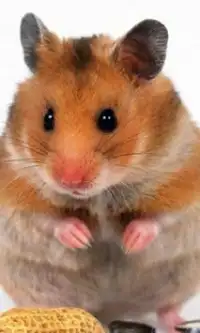 Hamster Jigsaw Puzzles Screen Shot 0