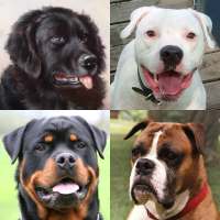 Psy - Quiz o wszystkich popularnych rasach psów