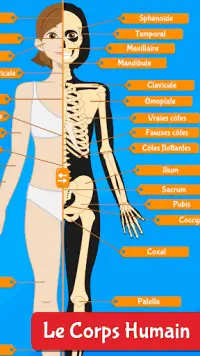 Anatomix - Le corps humain Screen Shot 0