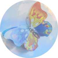 Butterfly In Bubble