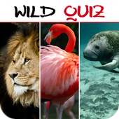 Wild Quiz