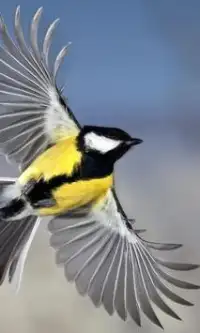 鳥のジグソーパズル Screen Shot 2