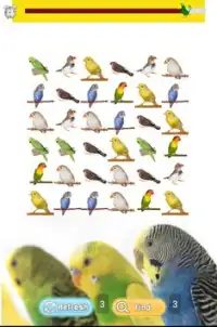 Pet Birds Game Screen Shot 1