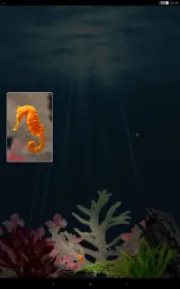 Seahorse Diary Screen Shot 4