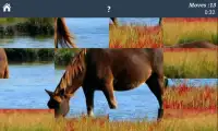 Cavalo Puzzles Livre Screen Shot 3