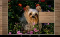 Dog Puzzle Games Free Screen Shot 8