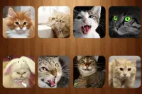 Sonidos de gato Screen Shot 0