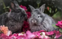 Beautiful and cute bunny puzzle - free Screen Shot 7