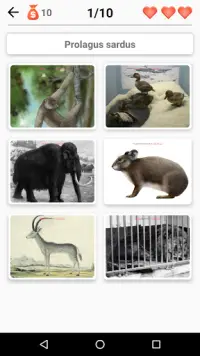 Animali estinti e specie in via di estinzione! Screen Shot 0