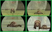 BEAR SNIPER HUNTER SURVIVE 3D Screen Shot 1