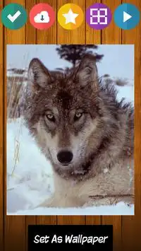 Lobo lobos jogo de puzzle Screen Shot 2