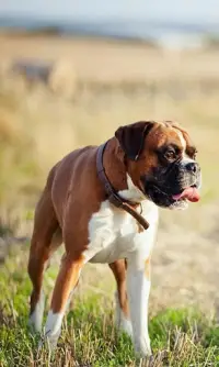 Boxers Jigsaw Puzzle Screen Shot 2