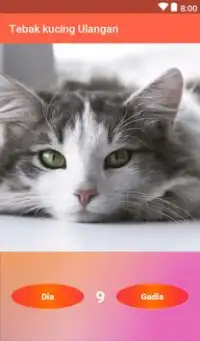 Tebak kucing Ulangan Screen Shot 4