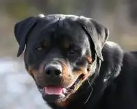 Rottweiler Anjing Jigsaw Screen Shot 4