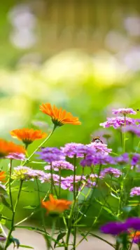 Сад Живые Обои 💚 Красивые Цветы Картинки Screen Shot 3