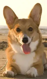 Corgi कुत्तों आरा पहेलियाँ Screen Shot 1