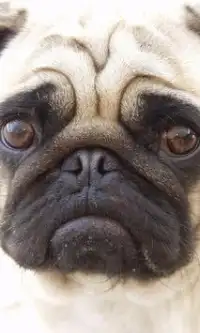 Pug Anjing Jigsaw Puzzle Screen Shot 2