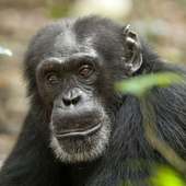 चिंपांज़ी आरा पहेलियाँ