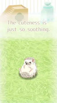 Hedgehog Pet Screen Shot 2