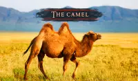 El camello Screen Shot 9