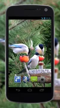 4K Garden Birds Video Live Wal Screen Shot 1