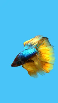 Betta Fish 3D Lite Screen Shot 0