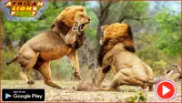 Lucha pk leones africanos Screen Shot 1