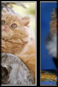Cat translator Screen Shot 1