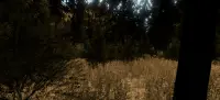 VR Forest Relaxation Walking in Virtual Reality 3 Screen Shot 4