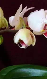 Flores de la orquídea puzzles Screen Shot 1