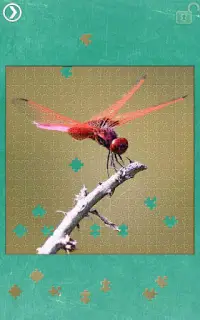 Quebra-cabeças de libélula Screen Shot 1