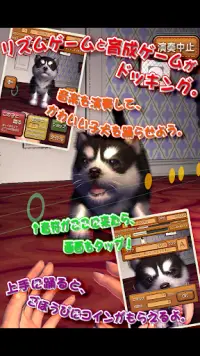 動物ダンス 子犬 Screen Shot 1