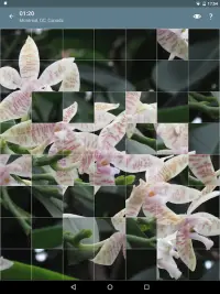 Rompecabezas: Flores Screen Shot 22