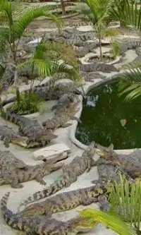 Granja de cocodrilos Tailandia Screen Shot 1