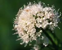 Valerian Flowers Jigsaw Puzzle Screen Shot 4