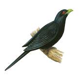 Asian Koel Fly