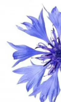 Fleurs Bleuet Jigsaw Puzzle Screen Shot 1