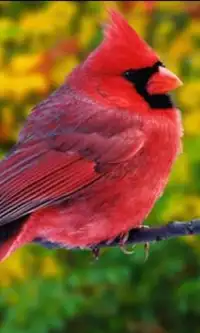 鳥のジグソーパズル Screen Shot 0
