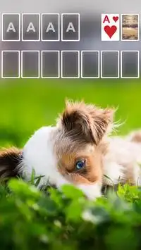 Solitaire 🐶 Screen Shot 1