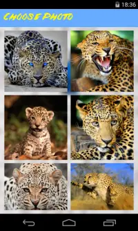 Leopard Jigsaw Puzzle Screen Shot 1