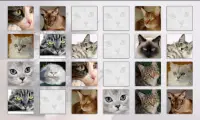 Cats Memory Game Free Screen Shot 5