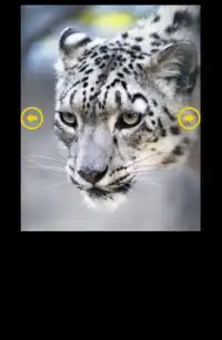 Big Cats Puzzle Screen Shot 1