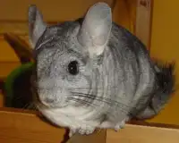 Chinchilla Jigsaw Puzzles Screen Shot 4