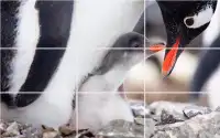 Tile Puzzle - Penguins Screen Shot 0